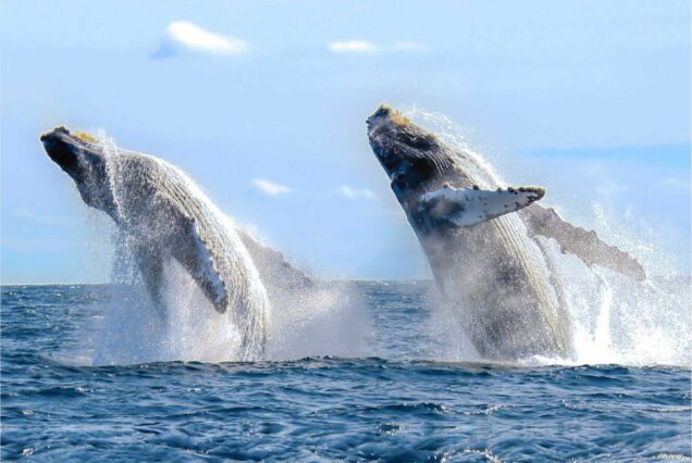 Experience the Majesty of Whale Watching in Samana Bay